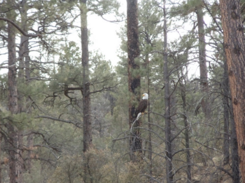 Bald Eagle.